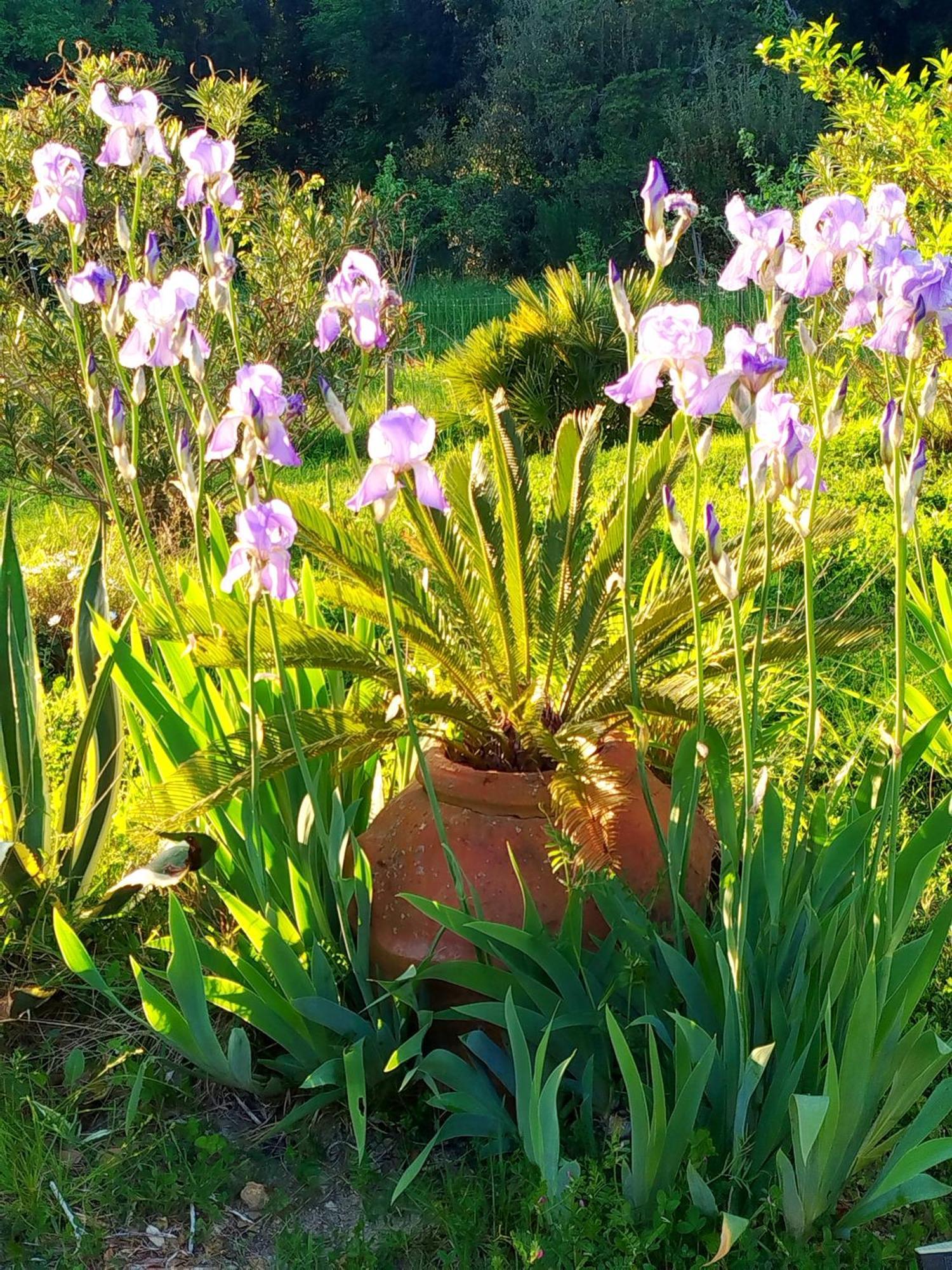 Agriturismo Podere Le Palaie Monterotondo  Dış mekan fotoğraf